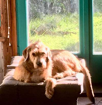 Mischlingshunde Foto Aufruf-Beitrag-Bild