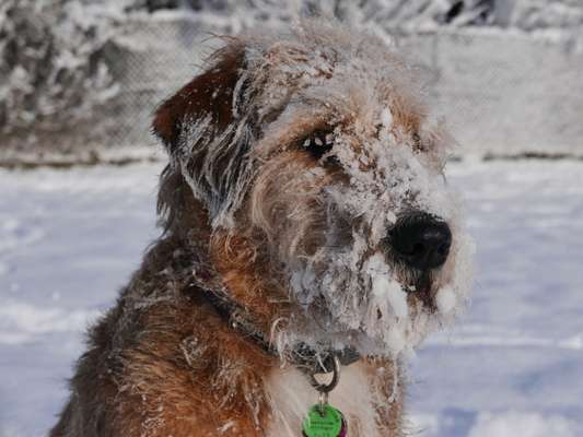 Die Dogorama Kalender Challenge Teil 2/4-Beitrag-Bild