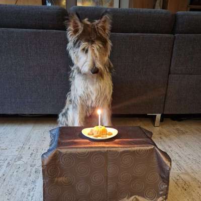 Hundetreffen-Gassirunde in Bruchsal-Bild