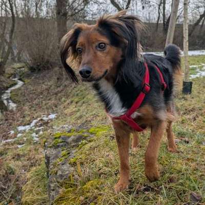 Hundetreffen-Hunderunde-Bild