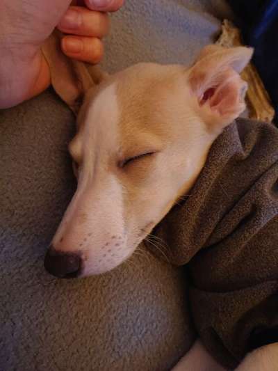 Dogorama Photo Challenge - Be my valentine-Beitrag-Bild