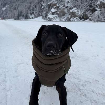 Hundetreffen-Gassitreff in Rodgau-Bild