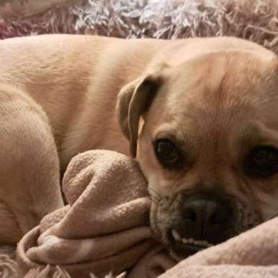 Hundetreffen-Gassitreffen-Bild