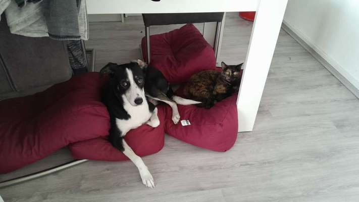 TierschutzhundeStammtisch🐕-Beitrag-Bild