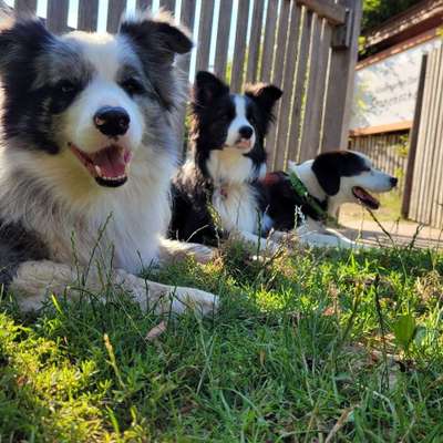 Hundetreffen-Schöne Gassirunde mit Spiel und Spaß-Bild