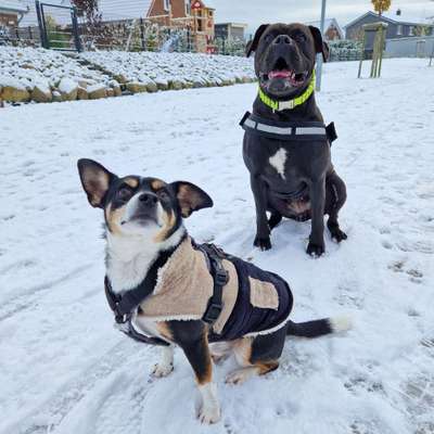 Hundetreffen-Oldenburg i.H