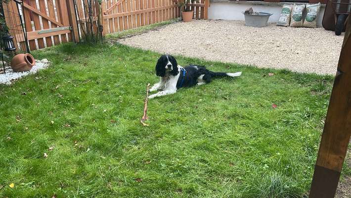 Englisch Springer Spaniel-Beitrag-Bild