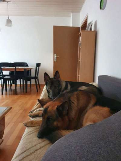 Welche Hunderasse-Beitrag-Bild