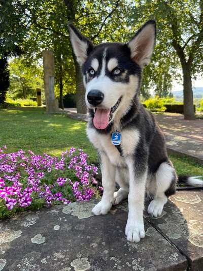 Die Dogorama Kalender Challenge Titelbild-Beitrag-Bild