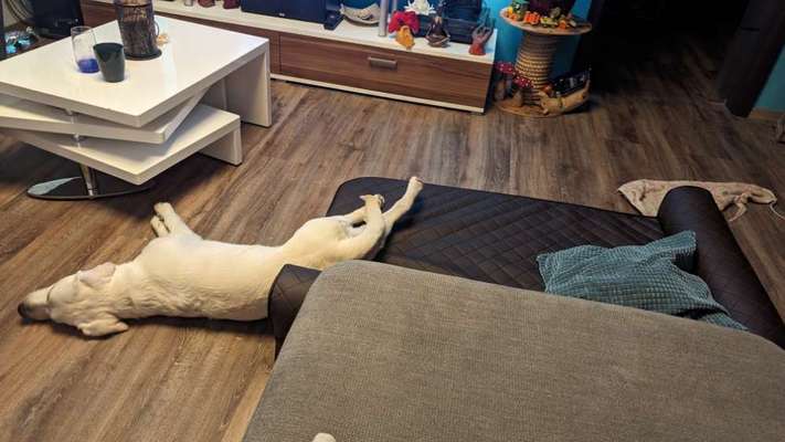 Hund kommt im Körbchen nicht zur Ruhe-Beitrag-Bild