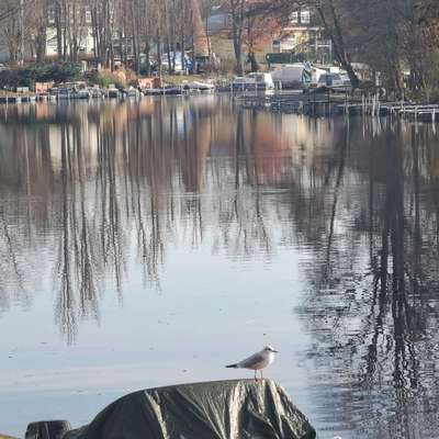 Hundetreffen-Welpentreffen Köpenick-Bild