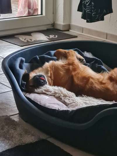 Dogorama Photo Challenge - Fail/Outtakes-Beitrag-Bild