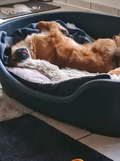 Dogorama Photo Challenge - Fail/Outtakes-Beitrag-Bild