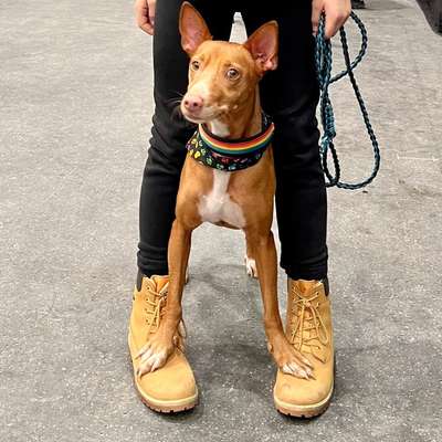 Hundetreffen-Trickdog/Dogdance Gleichgesinnte gesucht-Bild