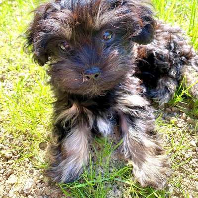 Hundetreffen-Welpengruppe Zürich Unterland-Bild