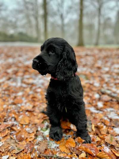 Hundetreffen-Welpentreffen Achterdieksee-Bild