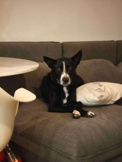 Hundetreffen-Gassirunden und Spielrunden-Bild