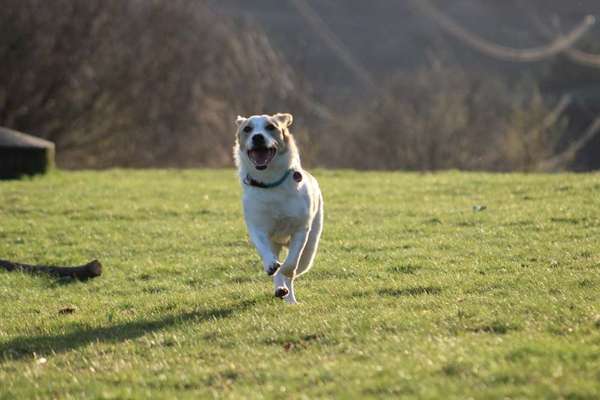 Hundetreffen-Gemeinsame Gassirunde-Bild