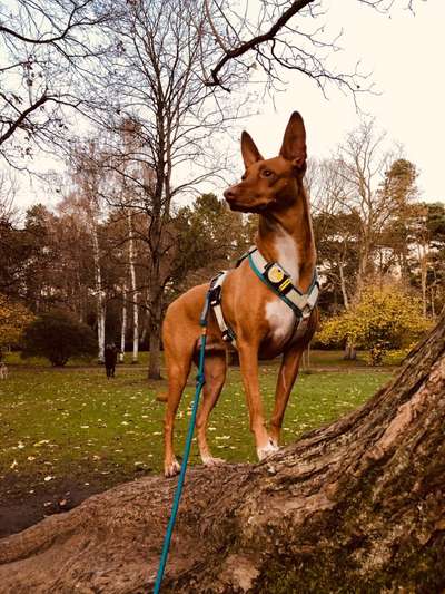 Podencomischling oder Podenco-Beitrag-Bild