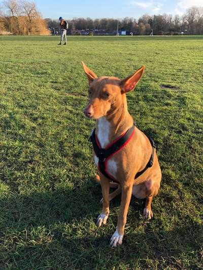 Podencomischling oder Podenco-Beitrag-Bild