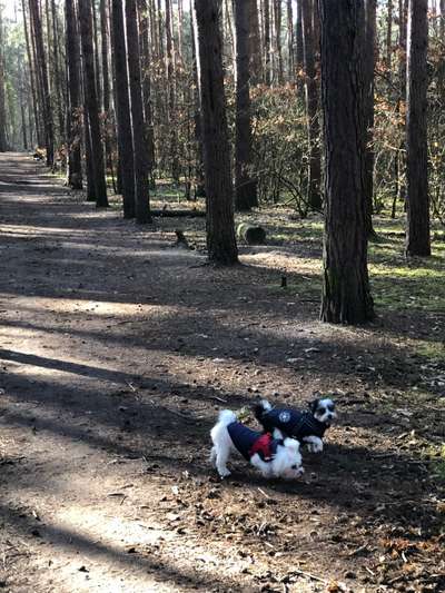 Hundetreffen-Spaziergang durch den Grunewald-Bild