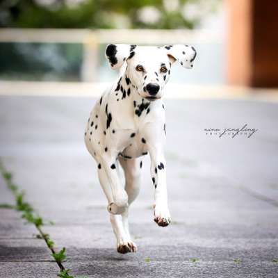 %{de_profession_title}-Kennlern-Fotoshooting-Bild