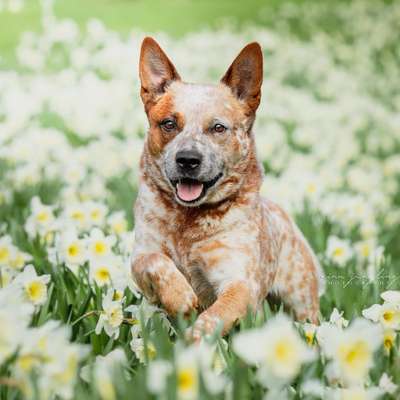 Tierfotografen-Nina Jüngling Photography-Bild