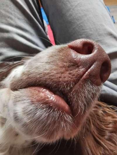 Zeigt her eure Hundenasen-Beitrag-Bild