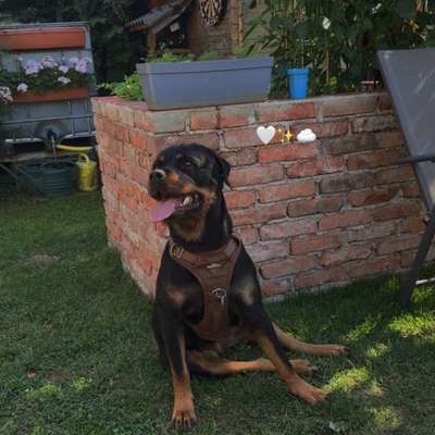 Hundetreffen-Gassi und Spielpartner-Bild