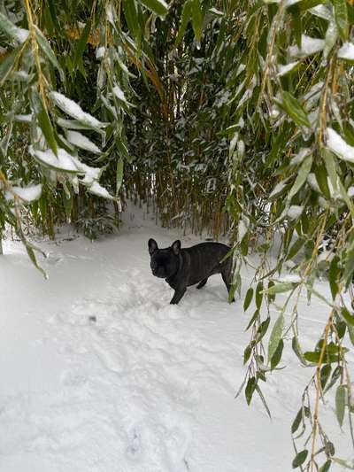 Französische Bulldoggen-Beitrag-Bild
