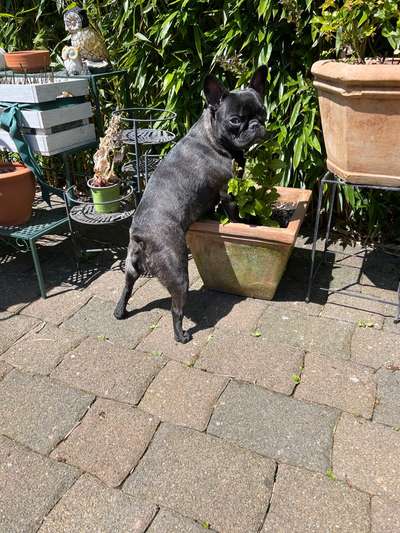 Französische Bulldoggen-Beitrag-Bild