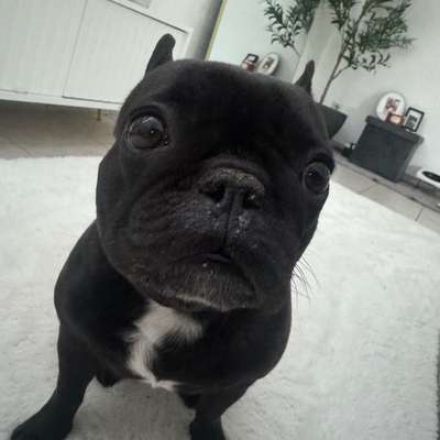 Französische Bulldoggen-Beitrag-Bild