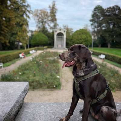 Hundetreffen-Hundefreunde in und um Aachen gesucht-Bild