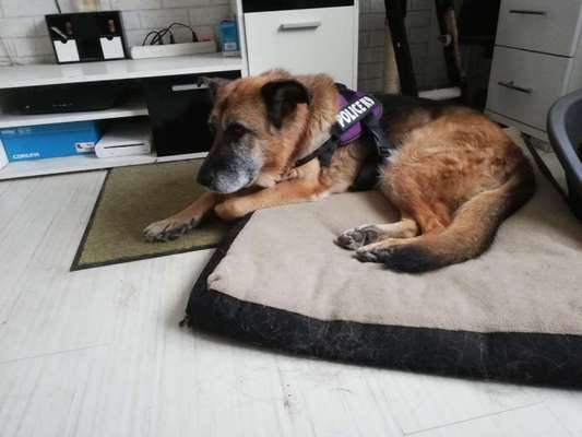 Regenbogenbrücke-Beitrag-Bild