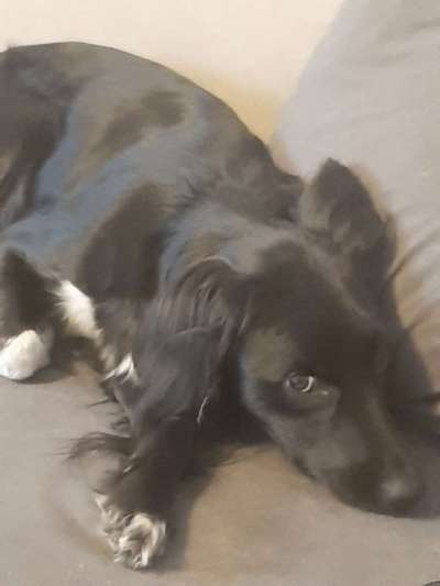 Mischlingshunde Foto Aufruf-Beitrag-Bild