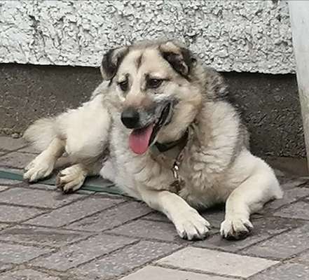 Mischlingshunde Foto Aufruf-Beitrag-Bild