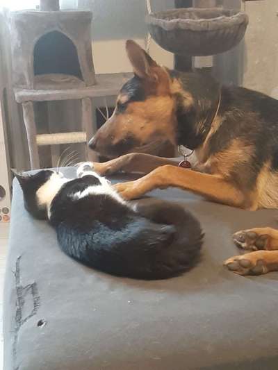 Fotochallenge Nr. 51 "Euer Hund mit anderen Tieren"-Beitrag-Bild