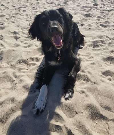 Australian Shepherd Freunde/innen-Beitrag-Bild