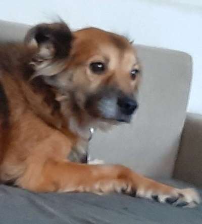 Mischlingshunde Foto Aufruf-Beitrag-Bild