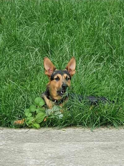 Mischlingshunde Foto Aufruf-Beitrag-Bild