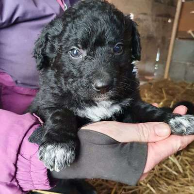 Welpen Bilder !-Beitrag-Bild