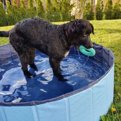 Dogorama-Monats-Challenge-Mai "Wasser"-Beitrag-Bild