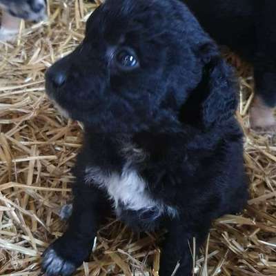 Welpen Bilder !-Beitrag-Bild