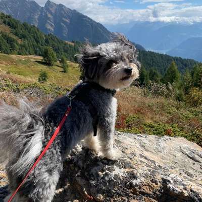Bergwandern mit Hund-Beitrag-Bild