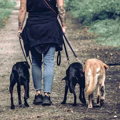 Hundetreffen-Social Walk große Hunde