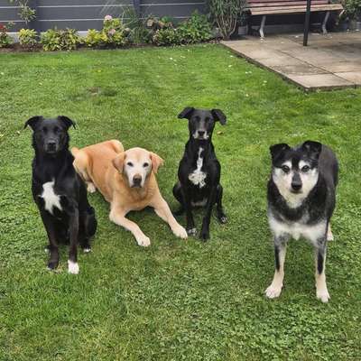 Hundetreffen-Social Walk große Hunde