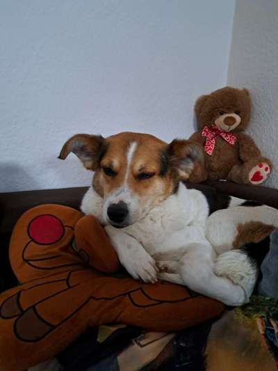 Wie kamst du zu deinem Hund?-Beitrag-Bild