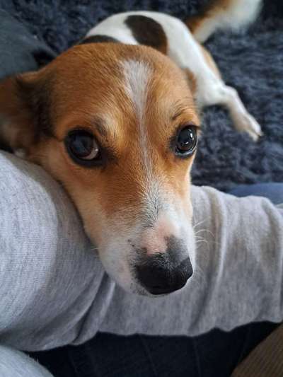 Wie kamst du zu deinem Hund?-Beitrag-Bild