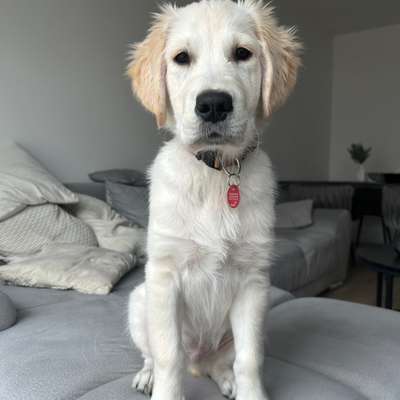 Hundetreffen-Gassi gehen/ Spieltreffen 🐕-Bild