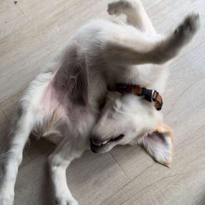 Hundetreffen-Welpentreffen ( Sozialisierung)-Bild